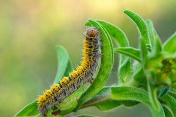 Macro shots, Beautiful nature scene. Close up beautiful caterpillar of butterfly 
 
