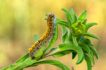Macro shots, Beautiful nature scene. Close up beautiful caterpillar of butterfly 
 
