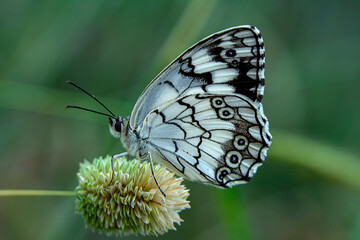 Macro shots, Beautiful nature scene. Closeup beautiful butterfly sitting on the flower in a summer garden.