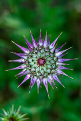 Close up beautiful shot of flower