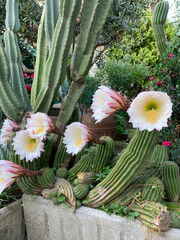 Beautiful blooming cactus flowers outdoor in the garden. Echinopsis oxygona. Easter Lily Cactus.