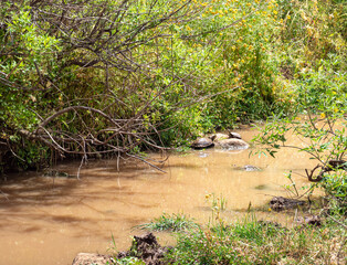 En  Arbel Stream flows under Mount Arbel, located on the coast of Lake Kinneret - the Sea of Galilee, near the city of Tiberias, in northern Israel