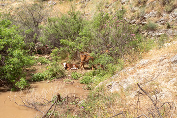 Cow  and calf rest on the shore of En Arbel Stream under Mount Arbel, located on the coast of Lake Kinneret - the Sea of Galilee, near the city of Tiberias, in northern Israel