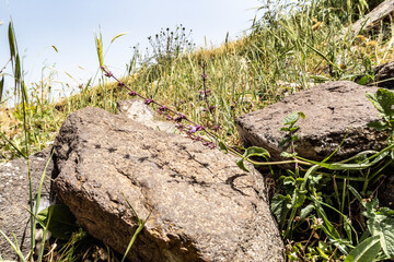 Overgrown  with grass and bushes, the slope of Mount Arbel, located on the shores of Lake Kinneret - the Sea of Galilee, near the city of Tiberias, in northern Israel.