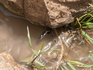 A black  butterfly hides in the shade under a stone in En Arbel Stream under Mount Arbel, located on the coast of Lake Kinneret - the Sea of Galilee, near the city of Tiberias, in northern Israel