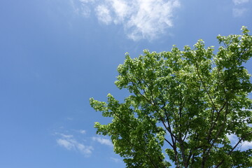 夏空に映える樹木