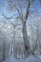 Trees covered with snow in Sabaduri forest, winter landscape