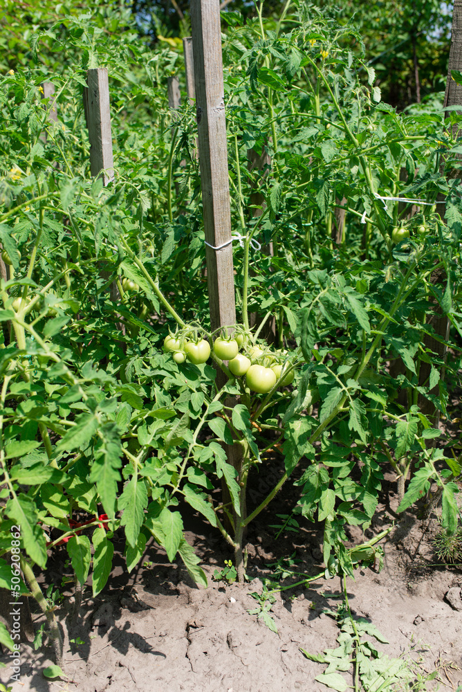 Canvas Prints Bunch of tomatoes on a plant during ripening. Outdoors.	