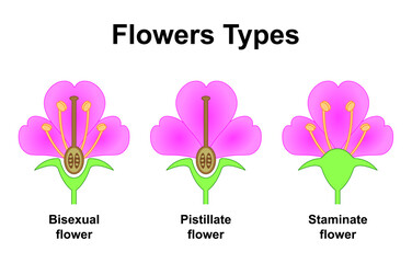 Scientific Designing of Flowers Types. The Plants Fertilization Differences. Colorful Symbols. Vector Illustration. - obrazy, fototapety, plakaty