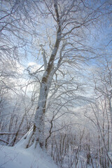 Trees covered with snow in Sabaduri forest, winter landscape