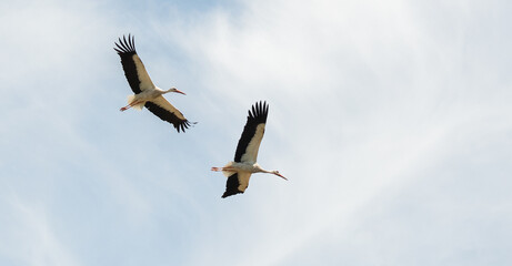 two storks flying
