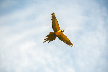 The bluish-yellow macaw (Ara ararauna), also known as blue and yellow macaw, yellow parrot or yellow blue parrot, flying freely through a slightly cloudy sky, which gives it some depth while facilitat