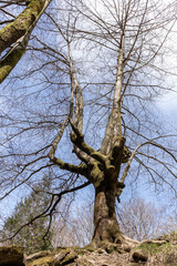 beech without leaves in the basque country