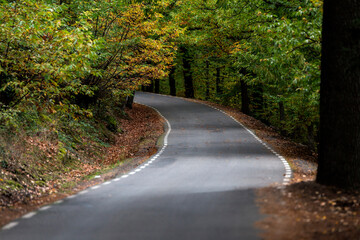 Landscape road between chestnut trees