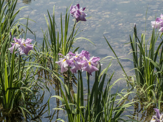 水辺の菖蒲
