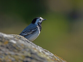 Motacilla alba, Whit wagtail