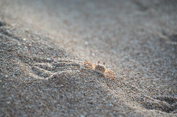 Close up of crab walking on the sand