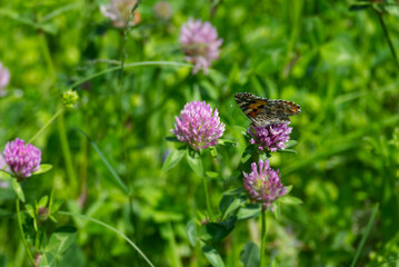 Painted Lady (Vanessa Cardui) Butterfly perched on pink flower in Zurich, Switzerland