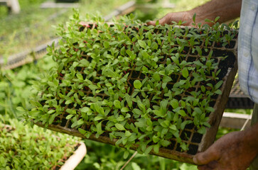 Invernadero. Cultivo de plantas. Vivero de plantas