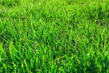 Fototapeta premium Natural Green grass background texture with sun light