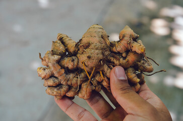 thai ginger
