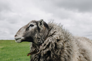  Profile view of an adult sheep on a background of cloudy sky in spring