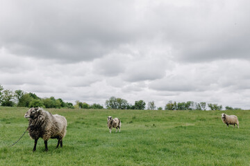 Obraz premium Three fluffy sheep in a grassy field in spring in cloudy weather