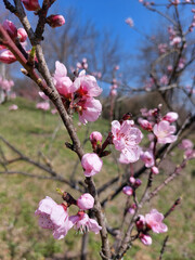 rosy flowers of peach tree bloom in garden