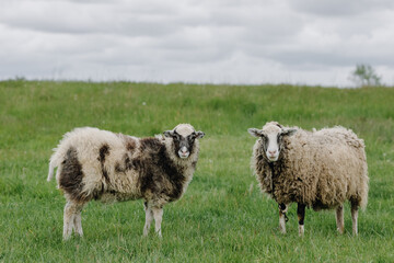 Fototapeta premium Two sheep posing in front of the camera in a green field