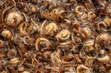 texture of flower seeds in water. germination of seeds for planting