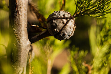 pine cone ripening