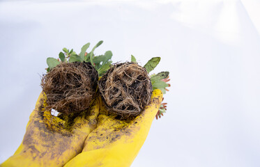 Hands in yellow gloves showing healthy roots of plant plug on white background