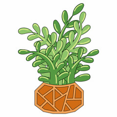 Green plant succulent crassula in the bromn orange pot