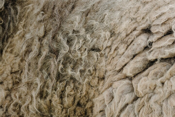 closeup of sheepskin on side of living sheep