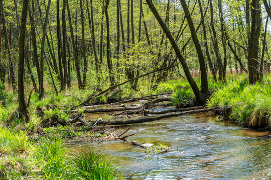 Beautiful river Biala Przemsza in Bledow (Poland)
