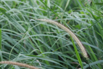 grass flower Cortaderia selloana commonly known as Pampas Grass. Ears of dry grass are tinted in warm autumn colors. Blue sky. Sunny day. Fall natural concept. Selective focus. Copy space.