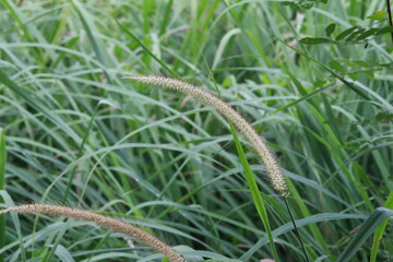 grass flower Cortaderia selloana commonly known as Pampas Grass. Ears of dry grass are tinted in warm autumn colors. Blue sky. Sunny day. Fall natural concept. Selective focus. Copy space.