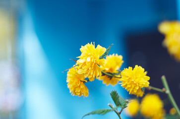 Yellow fluffy flowers on a blue background. Ukrainian yellow-blue flag colors background.