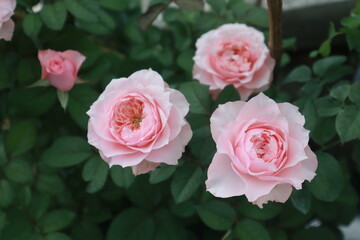 Bloomsbury rose flowers blur background