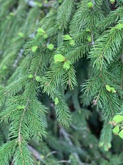 tree, branch, pine, fir, nature, christmas, green, spruce, evergreen, forest, needle, plant, needles, coniferous, conifer, twig, xmas, closeup, season, winter, fir-tree, texture, holiday, decoration, 