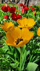 Early spring bright blooming tulips in Ukraine