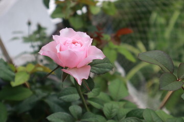 Bloomsbury rose flowers blur background