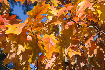 Close-up on tree branches with yellow and red leaves against the blue sky. Autumn background.