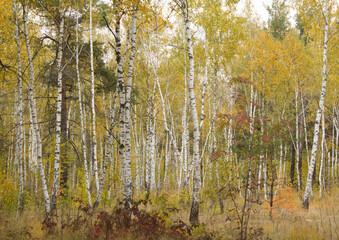 View of the birches in the autumn forest
