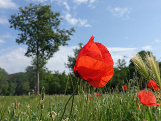 Fototapeta na wymiar Red poppy flowers against blue cloudy sky