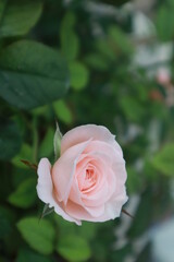 Bloomsbury rose flowers blur background