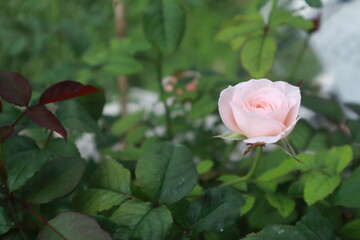 Bloomsbury rose flowers blur background