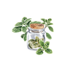 Marjoram green in a jar on a white background. Dried Marjoram , seasoning for dishes. Watercolor illustration of Provencal herbs of the Marjoram are suitable for postcards, menu design.