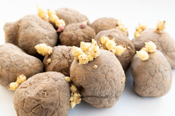 potatoes with sprouts for planting