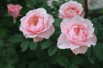 Bloomsbury rose flowers blur background